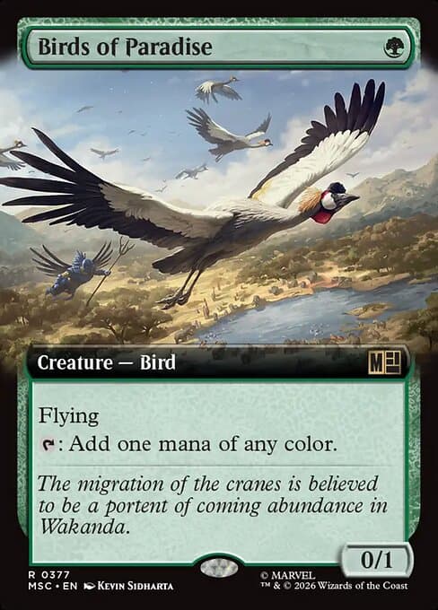 Birds of Paradise (msc-377)